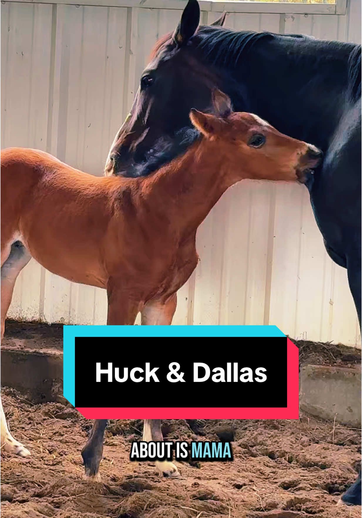 I want to see Huck & Dallas play SO BAD😅🐴 #foalsof2025 #foalsoftiktok #foalingseason #aqhacolt 