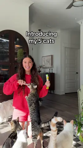 5 and counting 🤭 #catlady #cats #cattok 