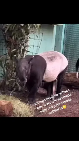 un tapir tiene 5 patas? #humor #alaberga #chango #mono #crzgf #pendejo #changopendejoalaberga🐒 #🙉  #fyp