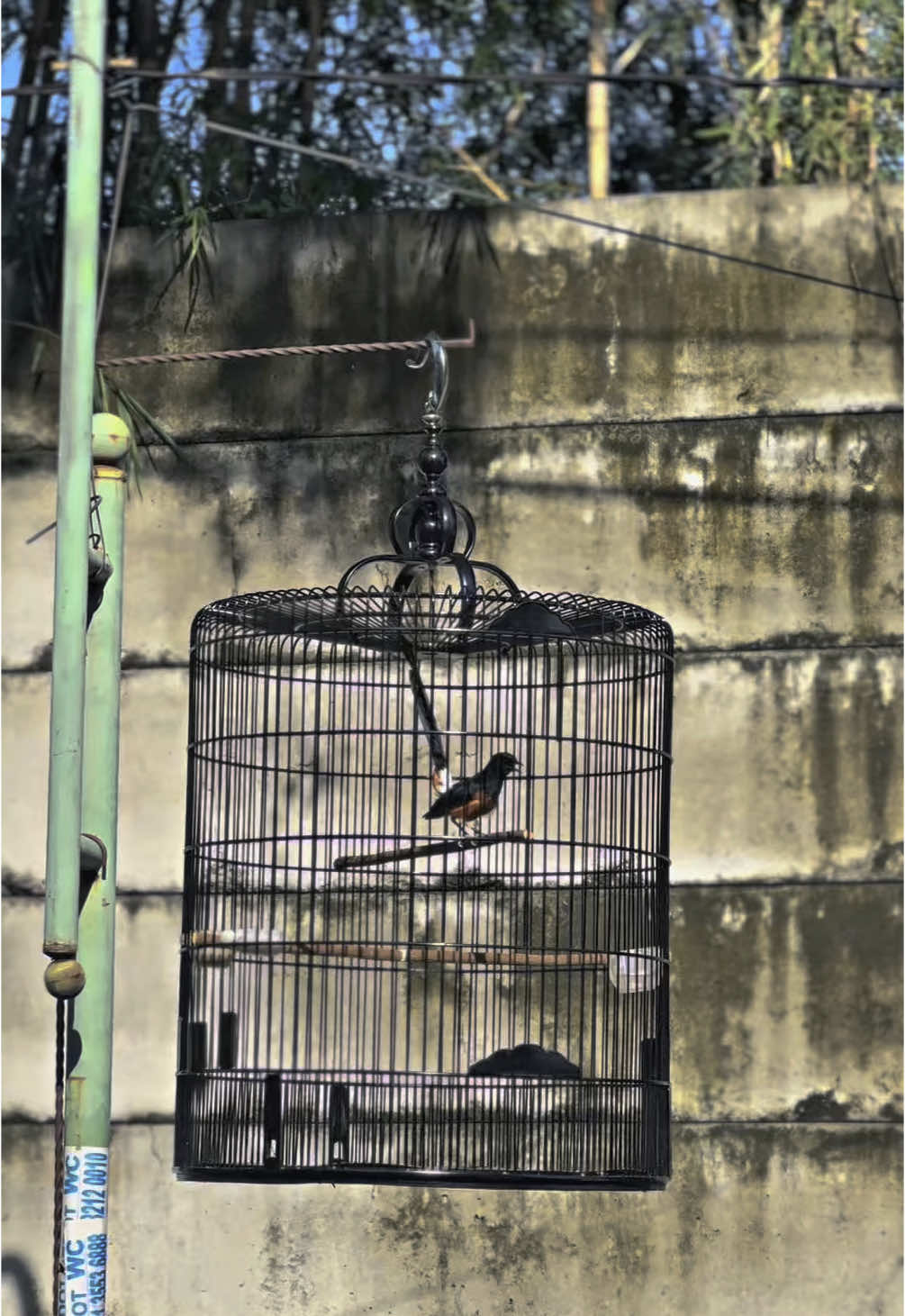 kalau kata suhu intinya konsisten, jangan lupa jemur ombro #muraibatu #muraibatuindonesia #hobykicau #kicaumania #murai #baraberesf 