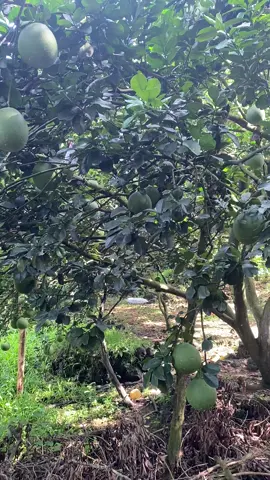 Siêu phẩm nhập đội ☺️☺️☺️☺️☺️#bưởidaxanh 