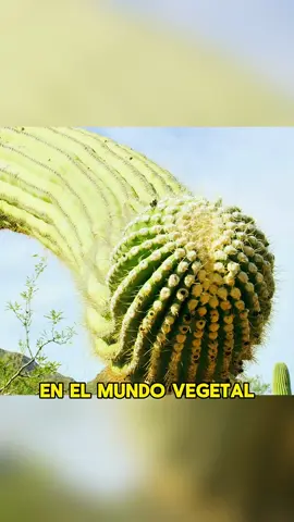 Giant cactus can store up to 5,000 liters of water 200 meters high#animals #Foryou #Friendship #Us#Giant cactus