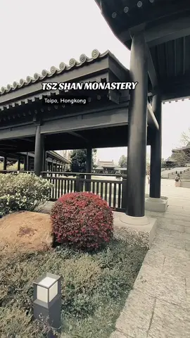 📍tsz shan monastery 🔎rute: mtr taipo market exit A3 naik siupa 20B turun di san tau kok, lihat papan petunjuk jalan Tong tsz road jalan lurus ± 15 menit sampai tujuan, atau dari exit B naik taxi tunjukkan fotonya ke sopir bilang mau kesitu. (harus booking dulu) #fypシ  #xyzbca #tkwhongkong  #explorehongkong  #indonesia_hongkong🇮🇩🇭🇰 