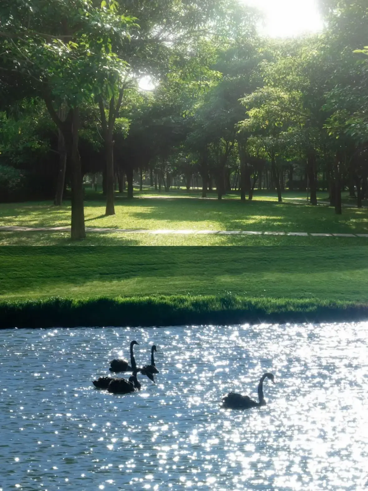 Thanh bình bên hồ nước, nơi những chú thiên nga đen lướt đi nhẹ nhàng như một bức tranh sống động. 🖤✨ #TranquilVibes #BlackSwans #HồNướcThơMộng #trending #chill 
