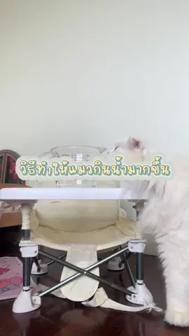 วิธีทำให้แมวกินน้ำมากขึ้น #พีคตอนจบ #แมว #คลิปแมว #howtotiktok #เคล็ดลับสัตว์เลี้ยง #คลิปแมว #CapCut 