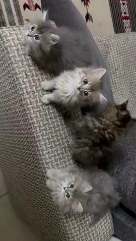 #قطط#كيوت#الشعب الصيني ماله حال#cat #الرياض#Riadh #صغارنا_الحلوين #tiktok #اكسبلورexplore #حرب #جمال#صغار القطط#بس بس#بس على الحلاوة#اغاني مصريه#😍😍😍 😍#حبايب_قلبي #