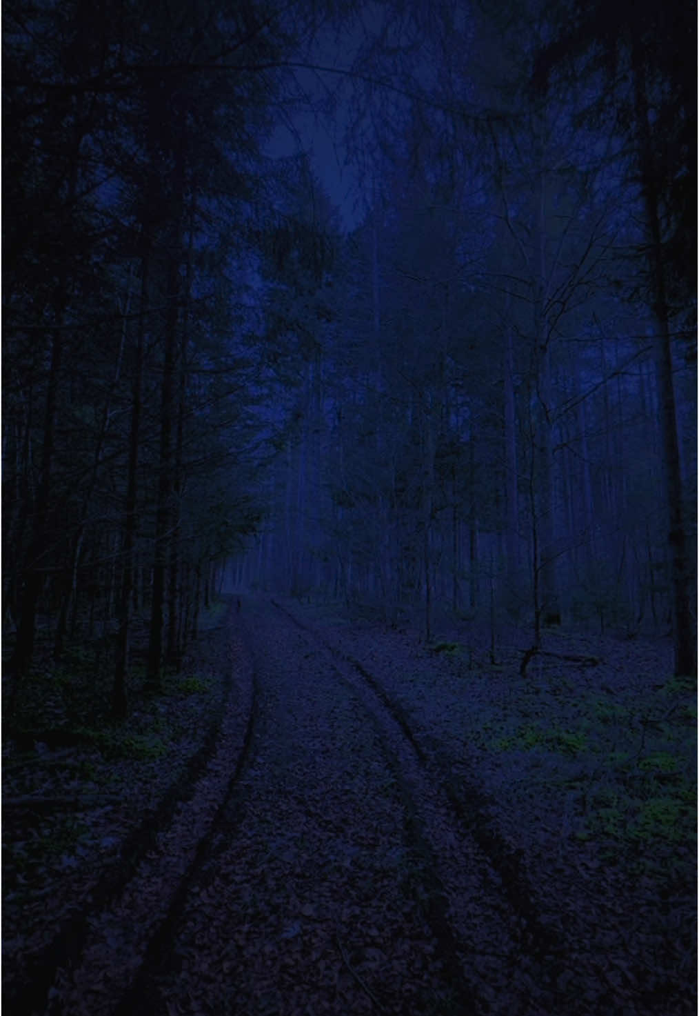 #nature #trees #bluehour #blue #darkblue #sky #beautiful #aesthetic #darkaesthetic #trail 