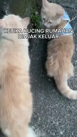 Baru pertama kali keluar rumah denger suara motor aja panik banget 😅 #kucinglucu #jalanjalansore #catslovers #kucing 