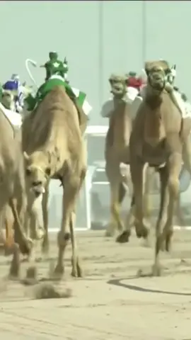 مشاءالله❤️. #لايك__explore___ #هجن_الاصايل_تبوك_الامارات_قطر_ #مهرجان_ولي_العهد_للهجن_الطائف #الهجن_العربية_الاصيلة_زمول_حيل_النام #هجن_الاصايل 