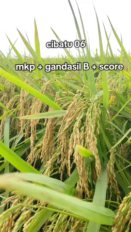 cibatu 06, memang cocok untuk Lahan Tadah hujan dengan kualitas bulir Mengkilat dan berbobot  #cibatu06 #benihcibatu06 #bibitpadiunggulan #bibitunggulan #petaniindonesia🇮🇩🇮🇩🇮🇩🌿🌿 