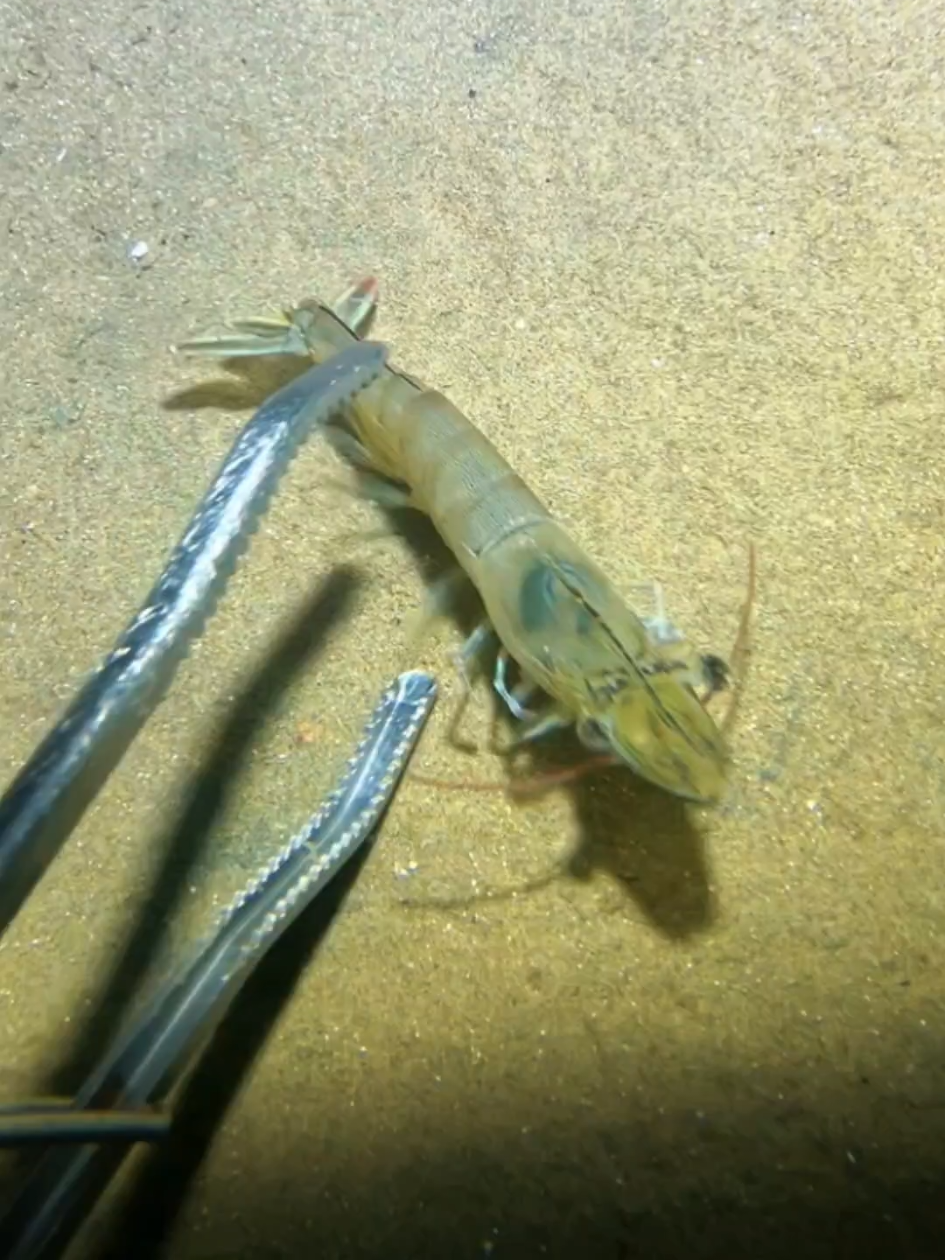 #diving #crab #catchthesea #seaside #seafood #fish #eel #lobster #seangsolofishing