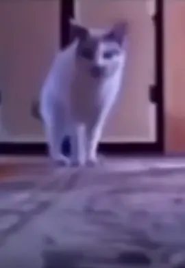 bana para ver bana para ver🤣🤣