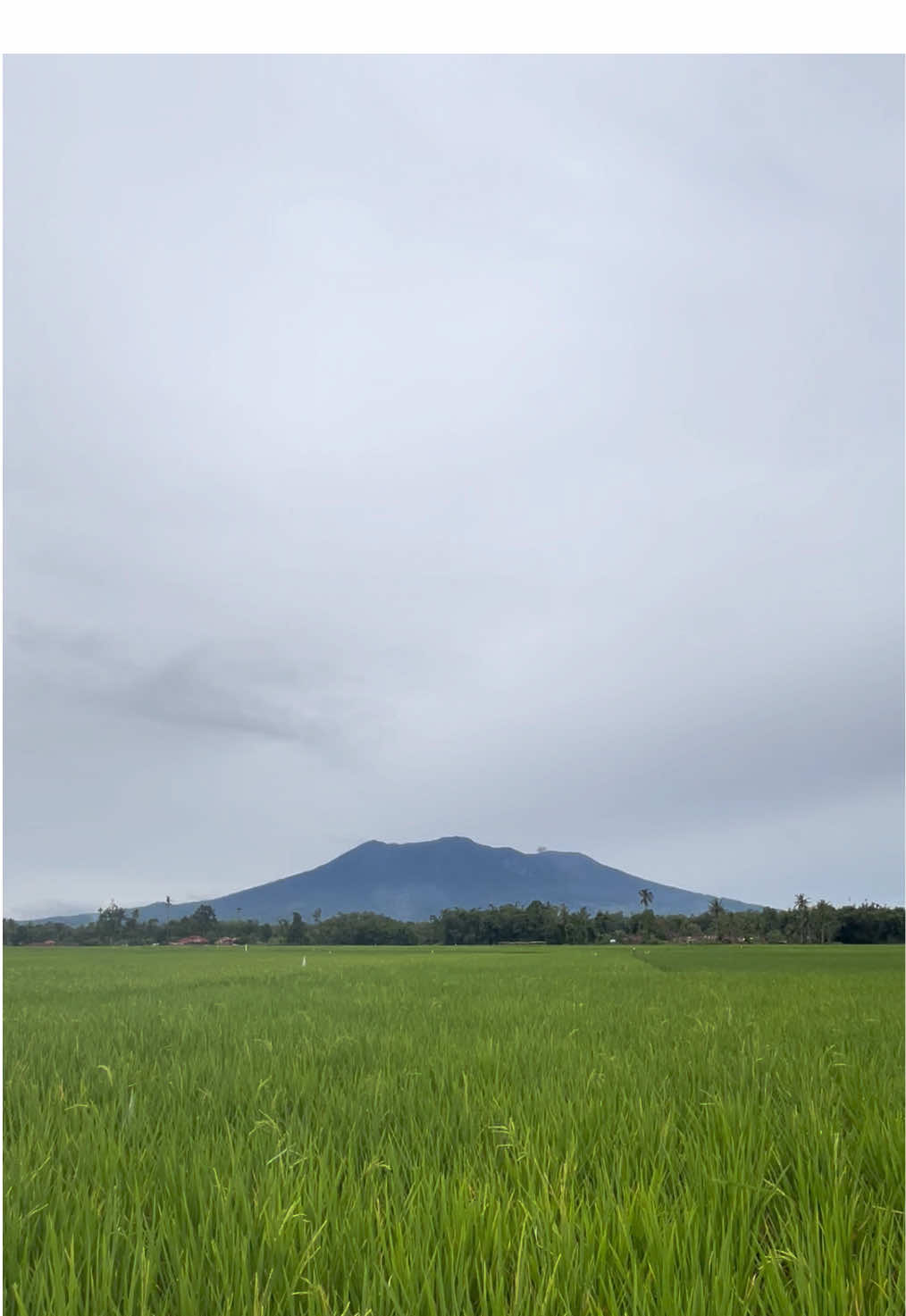 kebiasaan nginjel mall, sekalinya nginjek sawah lgsg nyusruk☺️