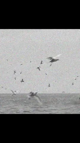 telegram channel in bio #megaladon #leviathan #megalodon #shark #sharks  #whale #whales #orca #orca #vs #animal #animals #animalsoftiktok #animales #animallover #animalrescue #fyp #animation #sea #ancientanimals #nature #zoo #zoology #fyp #foryou 