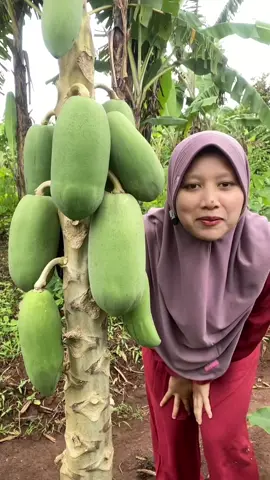 Tes kriuknya pepaya langsung dari pohon nya #viral #mukbang #asmr #fyp #tiktokviral #mukbangasmr #trendingvideo #fypシ゚ 