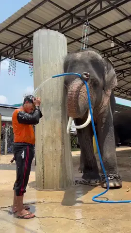 พี่ภูผา อาบน้ำให้พ่อก่อนออกเดินทางปลายทางอำเภอบ้านเหลื่อมจังหวัดโคราชครับฝากเป็นกำลังใจให้ด้วยนะครับ#ควาญกอล์ฟ #น้องอุ๋งอิ๋ง #พลายภูผา #ฝากติดตามด้วยนะครับ 