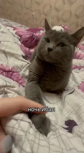 эпхаххахвха #рек #fyp #ночьибал 