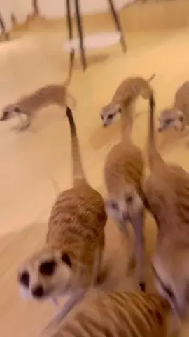 きょうそうだ！！ #ミーアキャット#ミーアキャットカフェ#ミーアキャット好きさんと繋がりたい#吉祥寺#井の頭公園#東京観光#ハンドドリップコーヒー#動物カフェ#カフェ#animal#tokyo#小動物#エキゾチックアニマル#Travel#武蔵野市#かわいい#デートス#Meerkat#MeerkatCafe#ミーアキャットのいる生活 