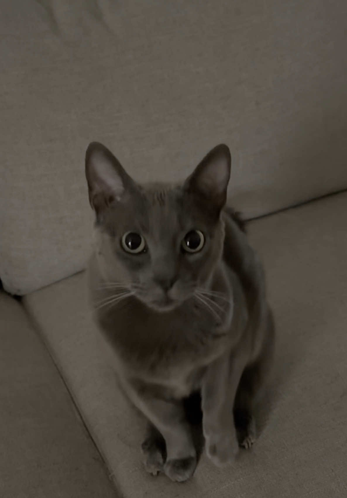 #dinosaur #cat #russianblue #russian #catsoftiktok #fyp 