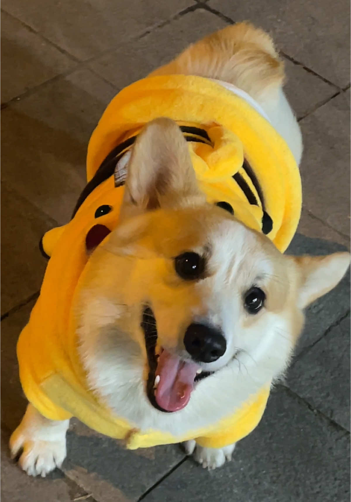 #corgi #corgisoftiktok #corgipuppy #corgidog #dogsoftiktok 