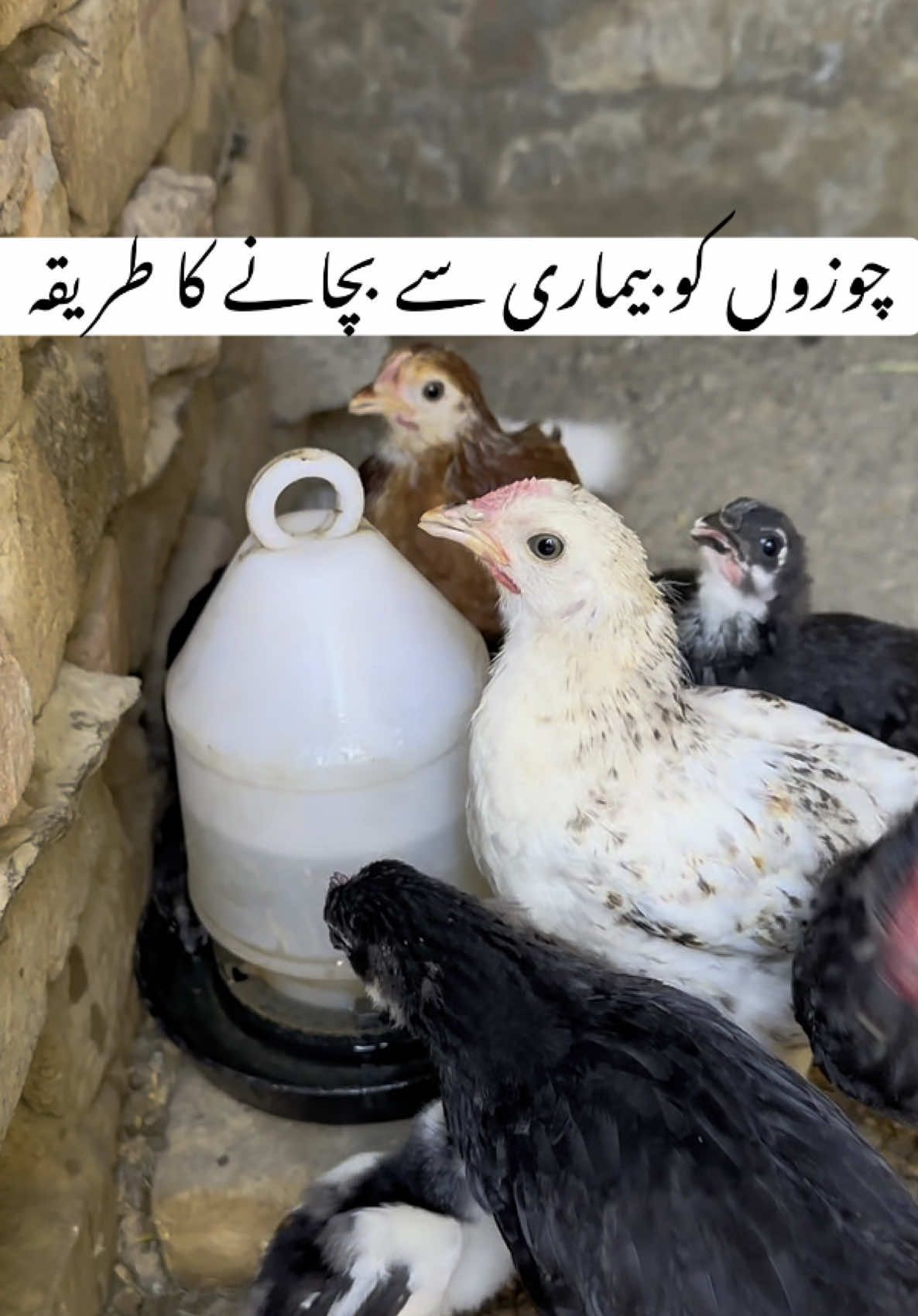 How to protect chicks from disease. #chicks #grow #treatment #chicken #poultry #fyp #foruyou #shanivlogs786 
