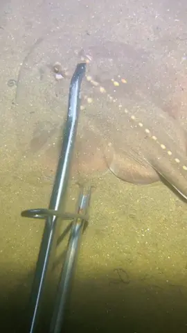 Caught a sea cucumber on the seabed, met a greedy crab holding a dried fish. #diving #crab #catchthesea #seafood #seaside #fish