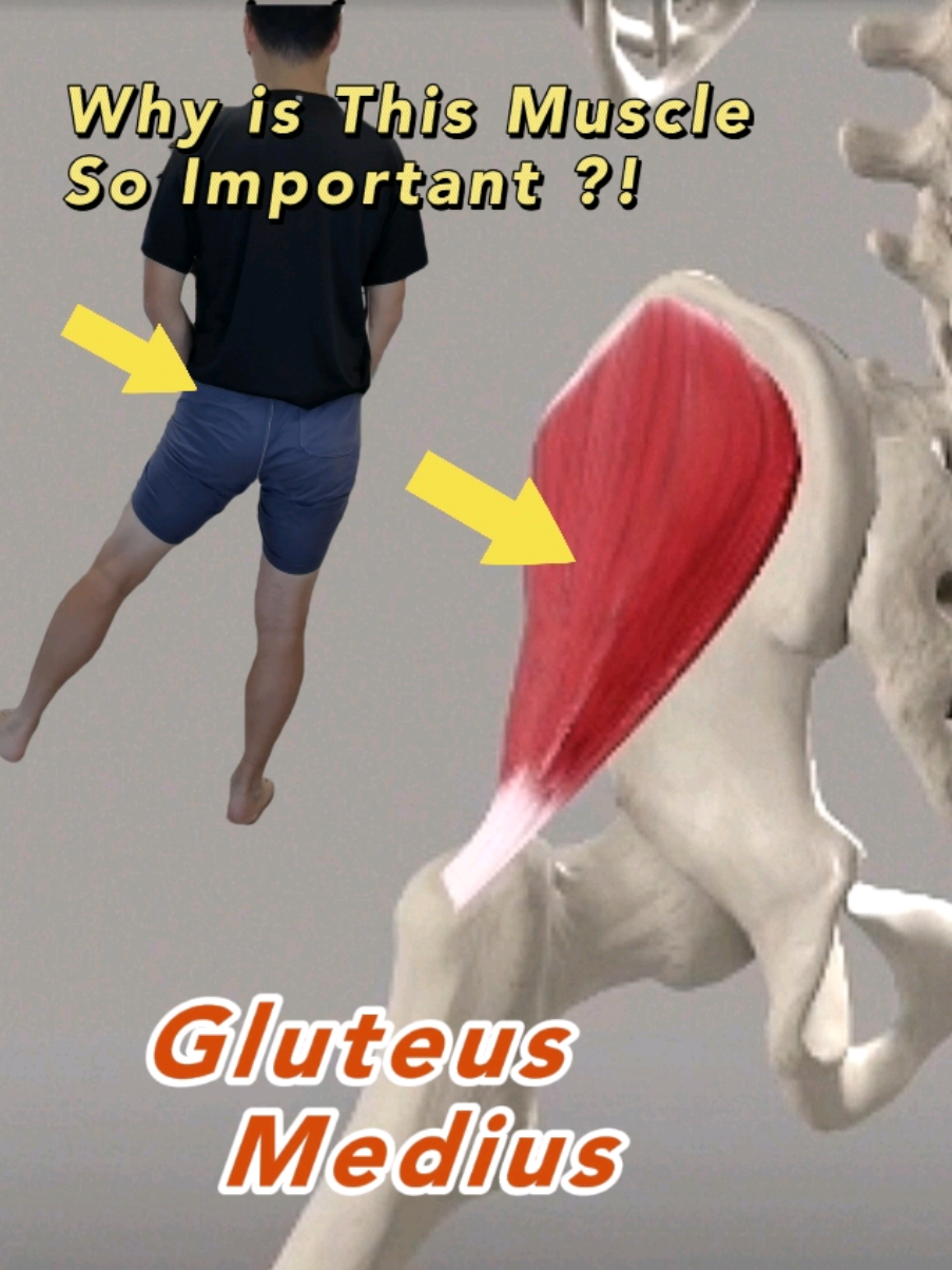 Why is the Gluteus Medius muscle so important? #glutmedius #gluteusmedius #hipabductor #kneepain #kneecappain #physioleslie 