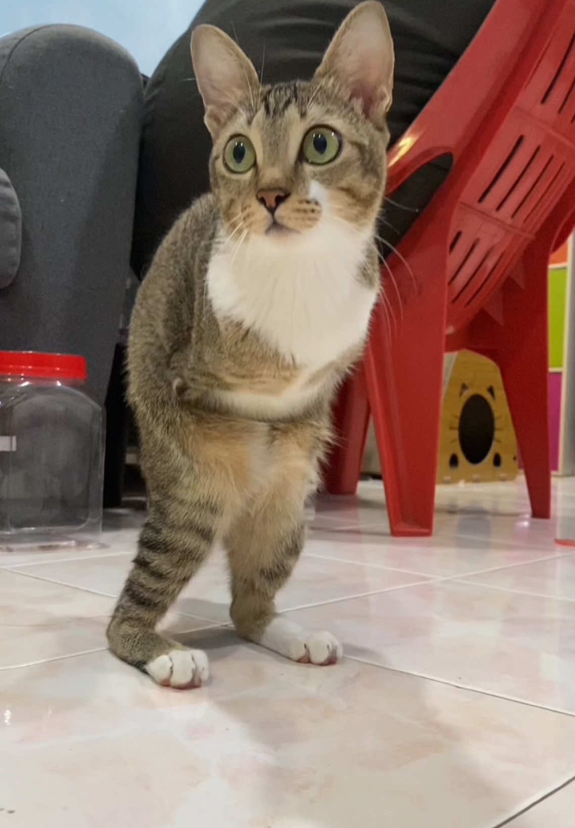 🐱🦖 #dinocattutu 