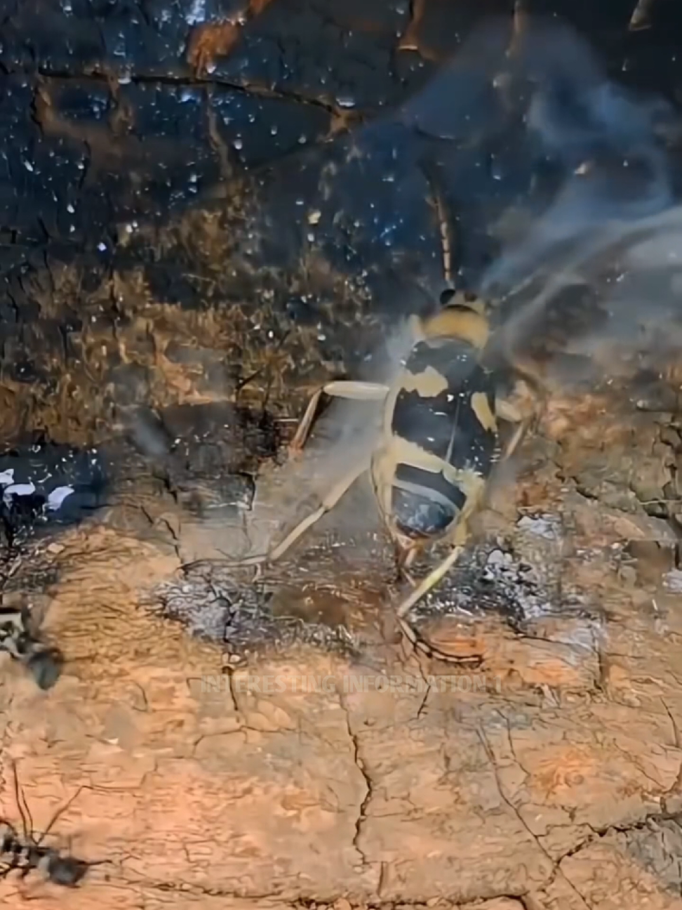 The Beetle That Fires Explosive Gas! #fyp #LearnOnTikTok #viral #video #foryou #new #amazing #fact #factocean #factflare #interesting #information #viralvideo #foryourpage 