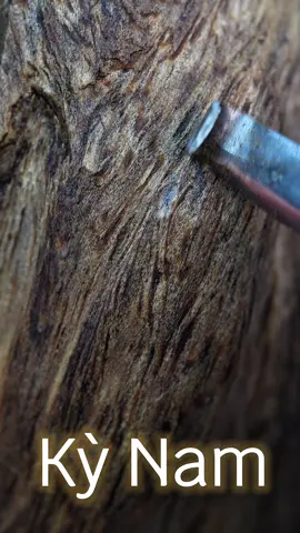 Giữa muôn ngàn báu vật, kỳ nam chính là tuyệt phẩm, là tinh hoa tối thượng mà cả thiên hạ khao khát. #kynam #tramhuongtunhien #trầmhương #trầmhương #tramhuong #viralvideo #hot #kỳnam #viral #vuakynam #thamdinhgoquy 