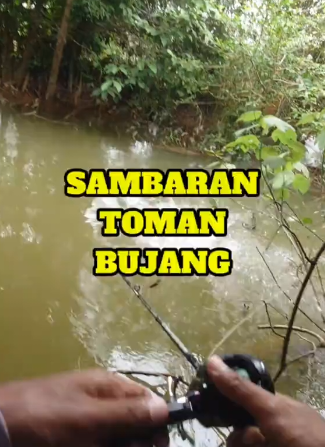 Toman frenzy #toman #ikantoman #fishing #kingcurutz #teamcurutz 