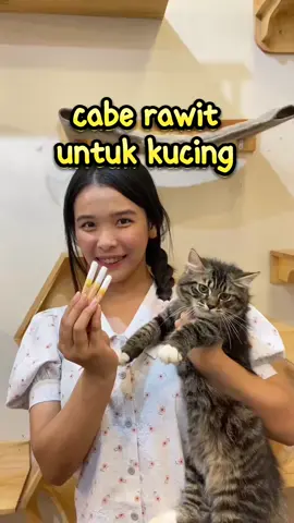 basmi kutu dengan mudah pakai aja serum pembasmi kutu dari @Kiyopaw Official #kucing #kutukucing 