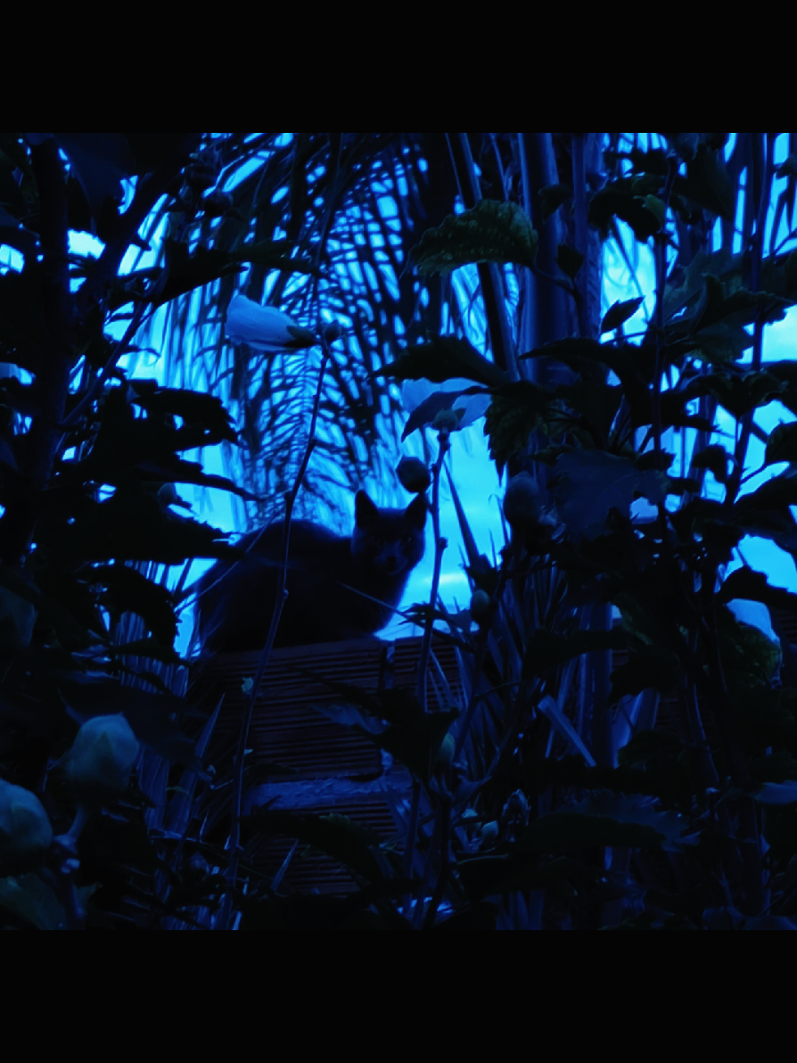 #fyp #blue #cat #deep 