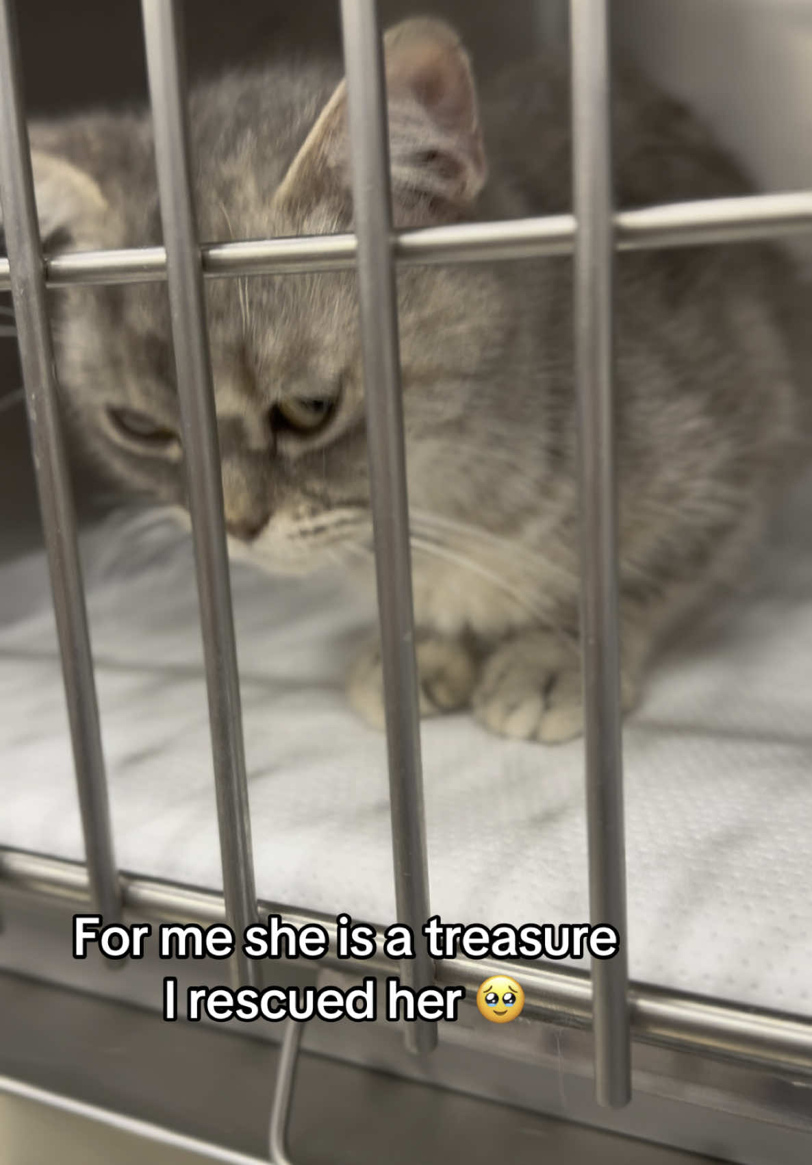 Sweet Masha is waiting for her forever home, she’s currently at the vet waiting for her life to be changed, she was dumped by a breeder in the park.. she deserves a second chance. #RescueCat #CatLover #fyp #adoptme #uae🇦🇪 #dubai🇦🇪 #AdoptDontShop 