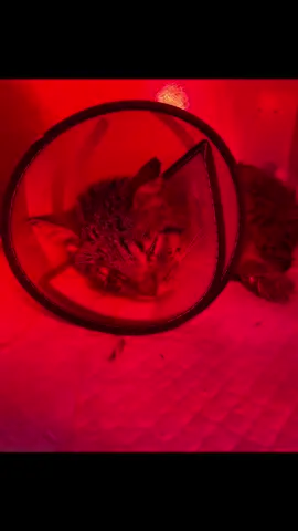 𝐖𝐞 𝐡𝐚𝐯𝐞 𝐧𝐨 𝐭𝐢𝐭𝐥𝐞 𝐟𝐨𝐫 𝐭𝐡𝐢𝐬 𝐡𝐞𝐚𝐫𝐭𝐛𝐫𝐞𝐚𝐤𝐢𝐧𝐠 𝐜𝐚𝐬𝐞  Simi was found on the street, screaming in pain, not understanding what was happening to him.  He was in a horrifying state—his jaw disfigured and drooling, looking completely dislocated.  One eye was popped out, and the other looked abnormal.  He wouldn’t stop crying. We rushed him to the hospital. The surgeon was shocked. His entire jaw is broken.  He is now completely blind due to the trauma. There may also be internal bleeding, and he is in unbearable pain.  His mouth is severely damaged and rotten.  Despite everything, we chose not to euthanize him. We want to give him a real chance at life.  The first step will be to stabilize his health, and we will place a feeding tube since he cannot use his jaw. The next step is to perform a CT scan. If the scan shows that the jaw and eyes are the only issues, we will proceed with fixing the jaw using an external fixator and removing the eyes. However, the scan might reveal additional problems that will also need to be addressed. He also has a large abscess on his paw that is currently being treated. The surgeries and treatment will be extremely costly, and we’re counting on your support to help us save Simi. We have till Monday to raise $2,000. ANY amount no matter how small DOES help🙏🏻 #repost #catsoftiktok #catrescue #rescuekittens #catsfollowers #cats #straycatsoftiktok #communitysupport #catstiktok #unitedkingdom #usa #europe #germany #switzerland #furryfriends