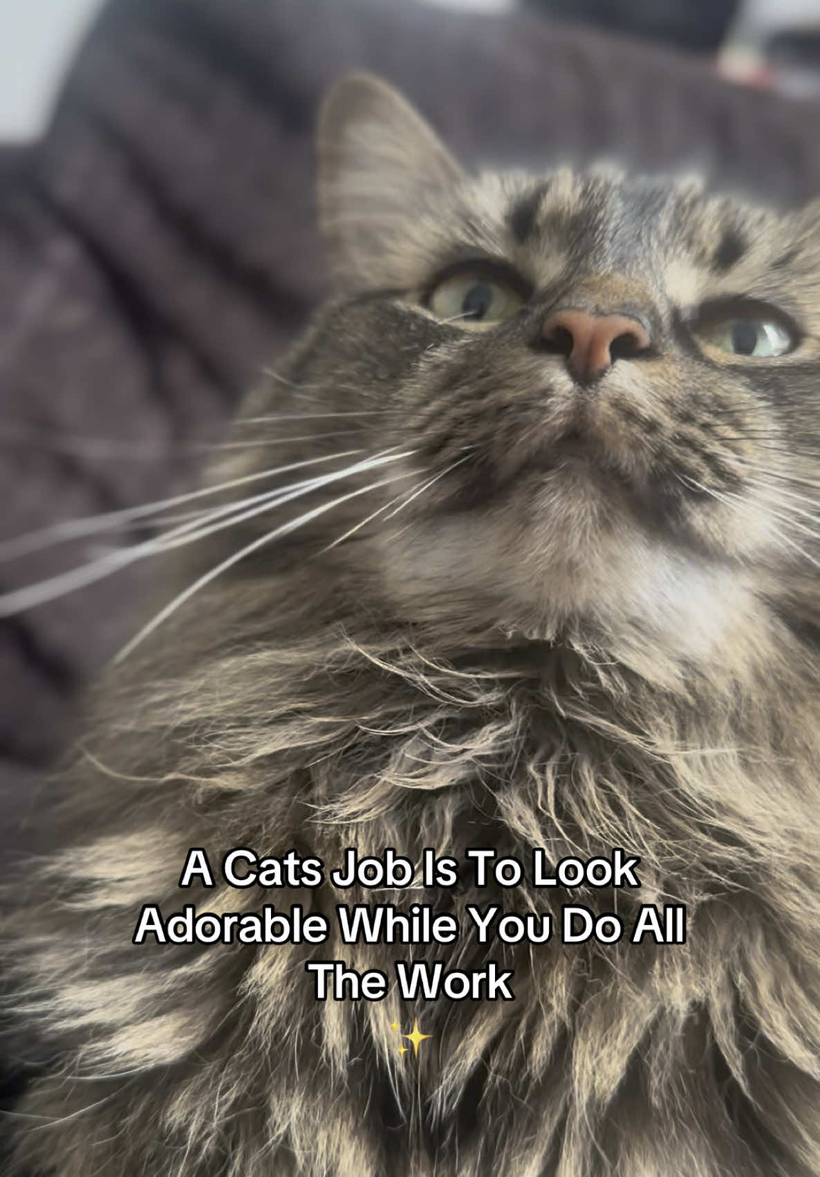 😸  ✨ 🫶🏻  #catsoftiktok #catvideo #catpost #cattok #catlovers #catlover #foryoupagе #kittycat #catmum #fyp #pets 