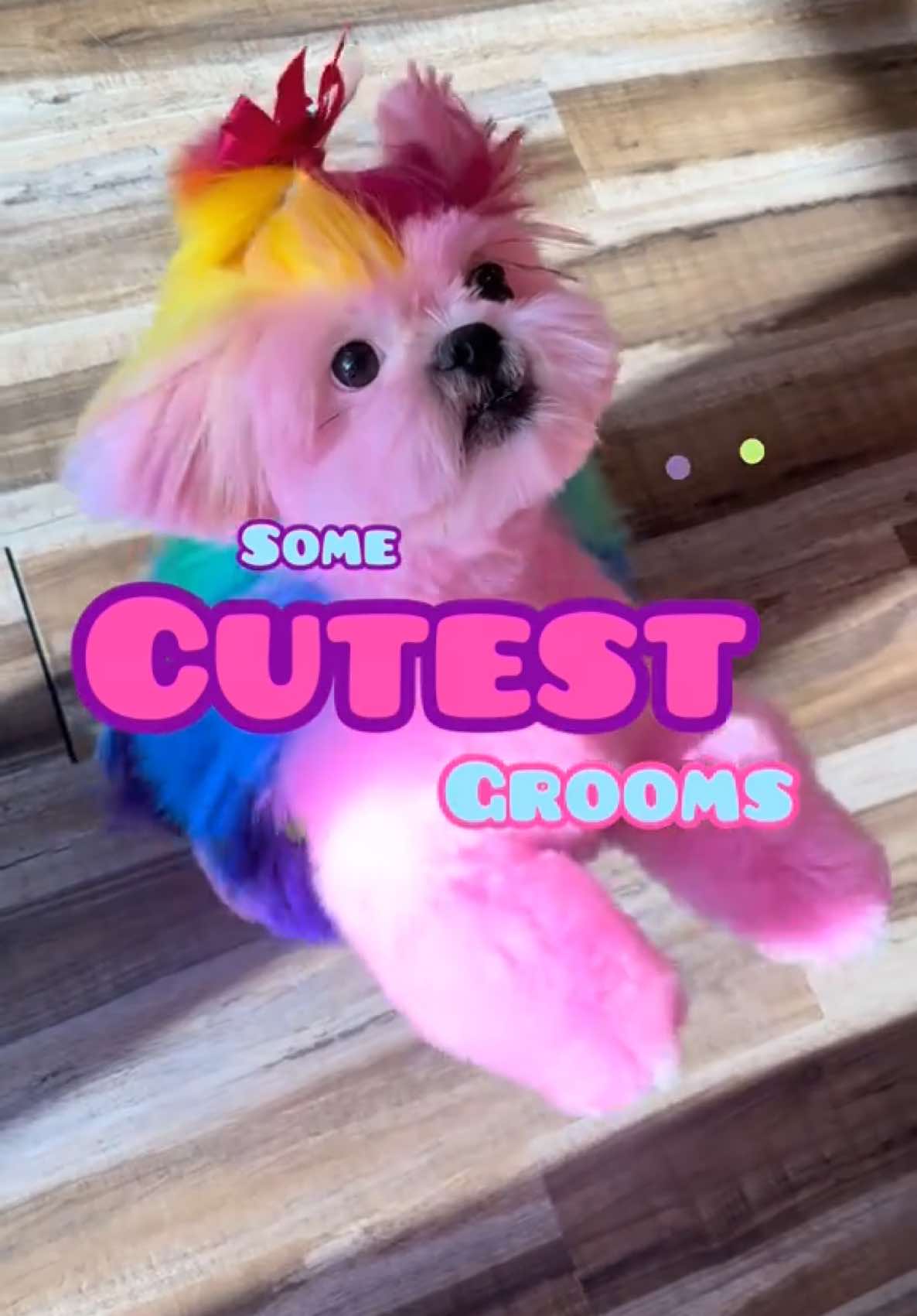 Some of my cutest grooms ❤️ #cutedogs