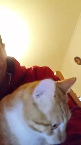#miaumiau🐈 #catsloversclub #gatos #gato #laranja #gatostiktok #cattealover #crazycatsoftiktok #fyp 