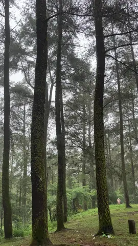 Ternyata malino sedingin itu yah?#fyp #malino #hutanpinus 