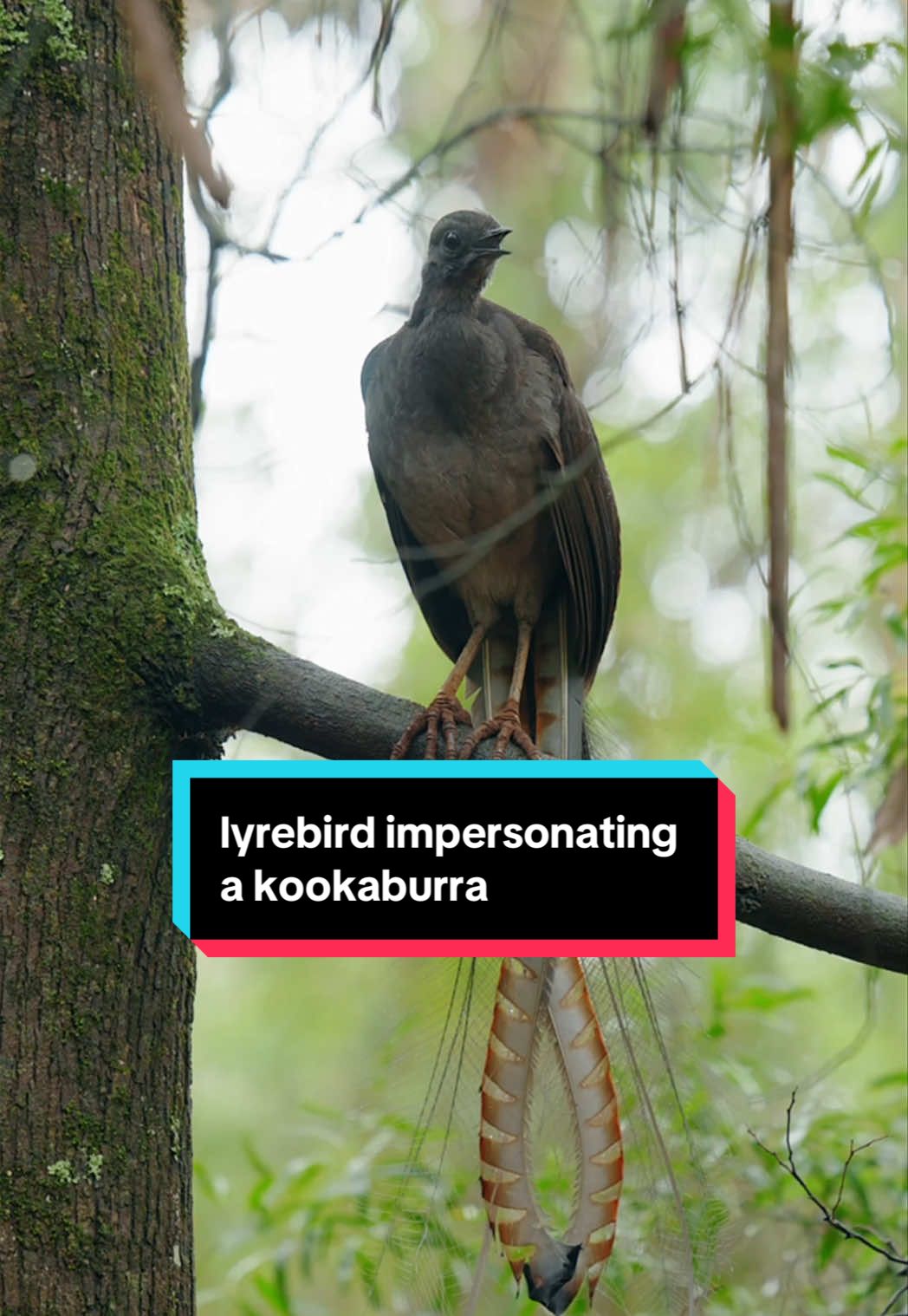 A bit of laughing kookaburra practice and then a bit of the “space lasers” (the lyrebird’s own courtship song) #kookaburra #lyrebird #bird #mimicry 
