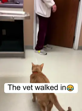 Cats are afraid of the vet 😹😹#cat #cats #fyp #USA #funnyvideos #funnycats #kitten #funnycat #usa_tiktok #funnyvideo #catsoftiktok #kitty 