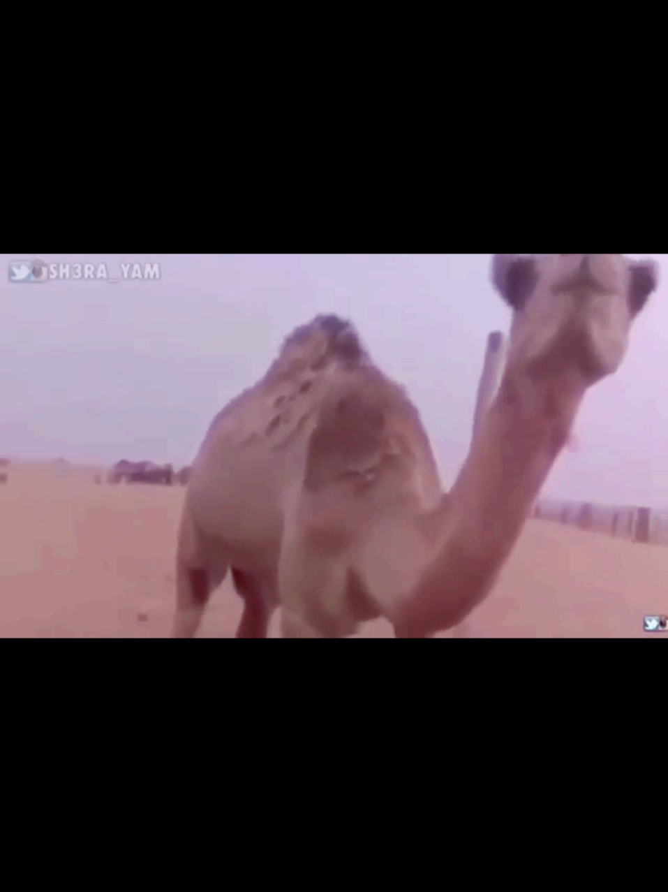 حسين ال حطاب #المهلهل_اليامي #تصصم_المهلهل_اليامي #9j7t 