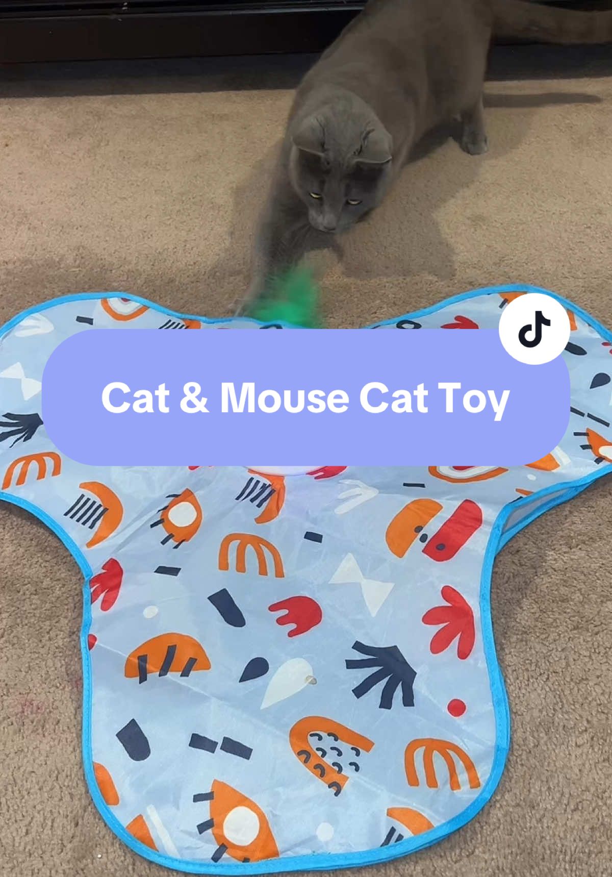 Cat people, WATCH!! #cats #catsoftiktok #catvideos #catsplaying #funnycats #funnycatsoftiktok 