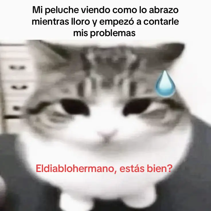 #podercerdito❤️ #peluche #gato #texto #muejeje 