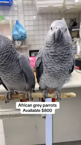 African grey parrots for sale $800 each #africangreylover #parrotforsaleusa #usa #africangreyparrotsforsale #africangreyparrots 