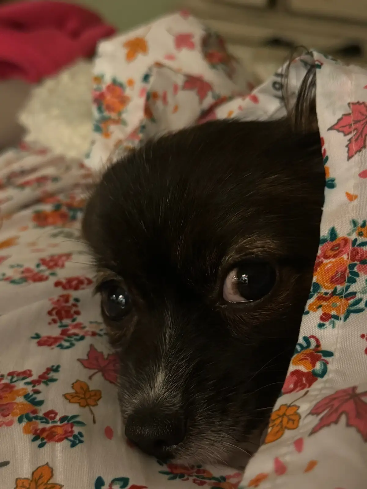 How lucky am I to wake up to sweet Pippa’s little face every morning? 🐾 #dogs #dogsoftiktok #papillon #dogtok #dogpack #dogpackfamily #pets #PetsOfTikTok #dogsarefamily #cutedogs #dogsinthebed 