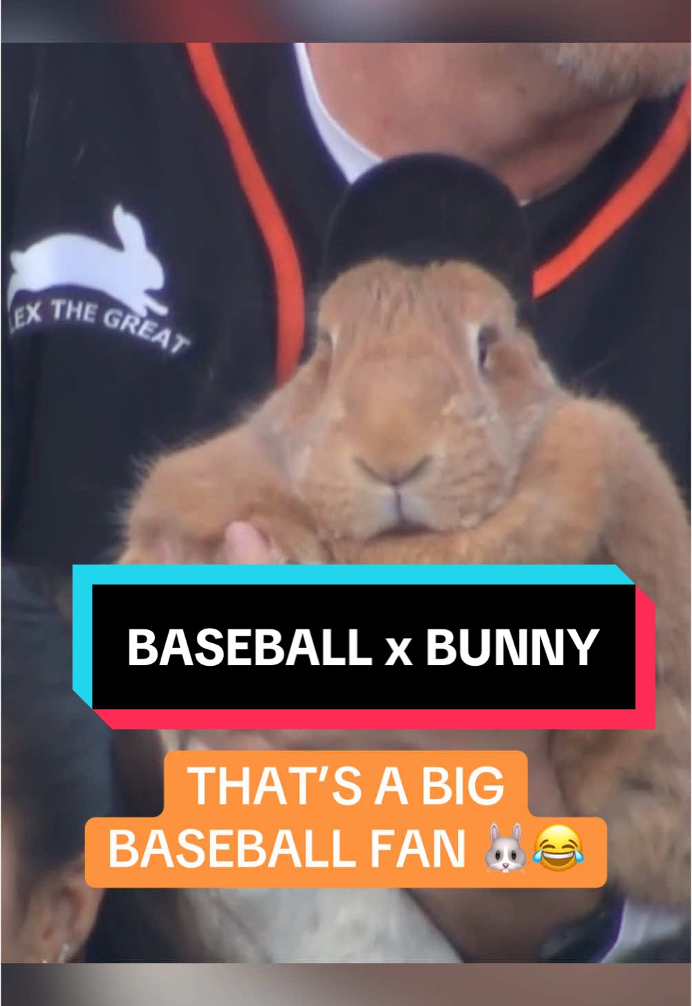We’re big fans of Alex the Great here 🫶 #animals #MLB #cute #bunny 