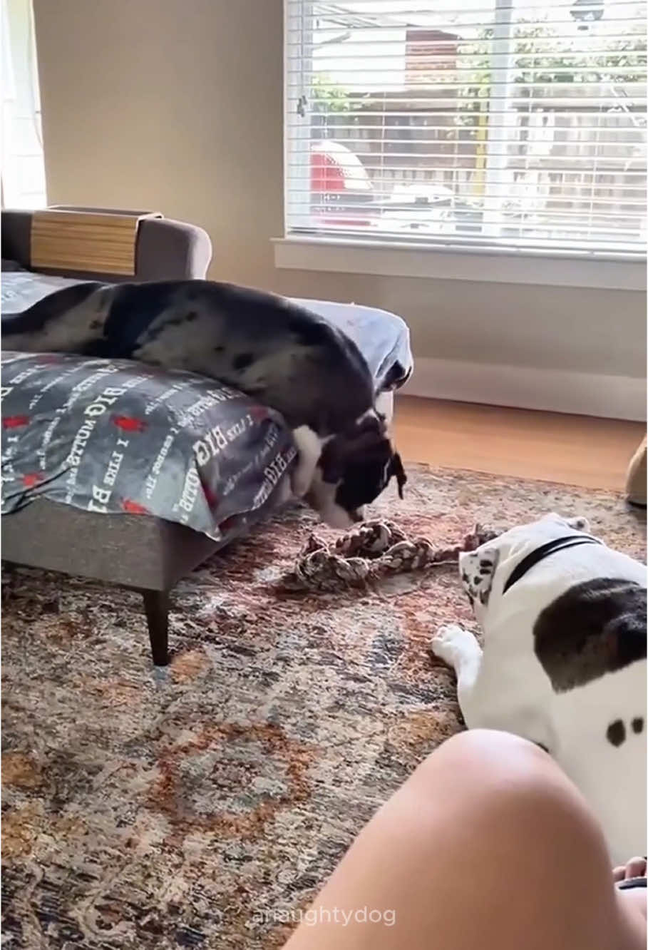 My delightful dog at home 😂🐶😂 #dog #dogsoftiktok #doglover #funny #funnyvideos #foryou #fypage #fyp #funnydog #funnytiktok #dogs  