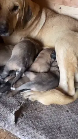 #babyanimal #cute #animal #puppy #dog #milkbox #eating 