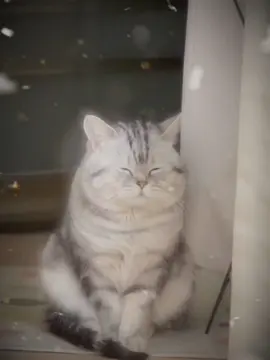 i feel bad 😞 #meme #relatable #catsoftiktok #joke #fyp #catmeme 